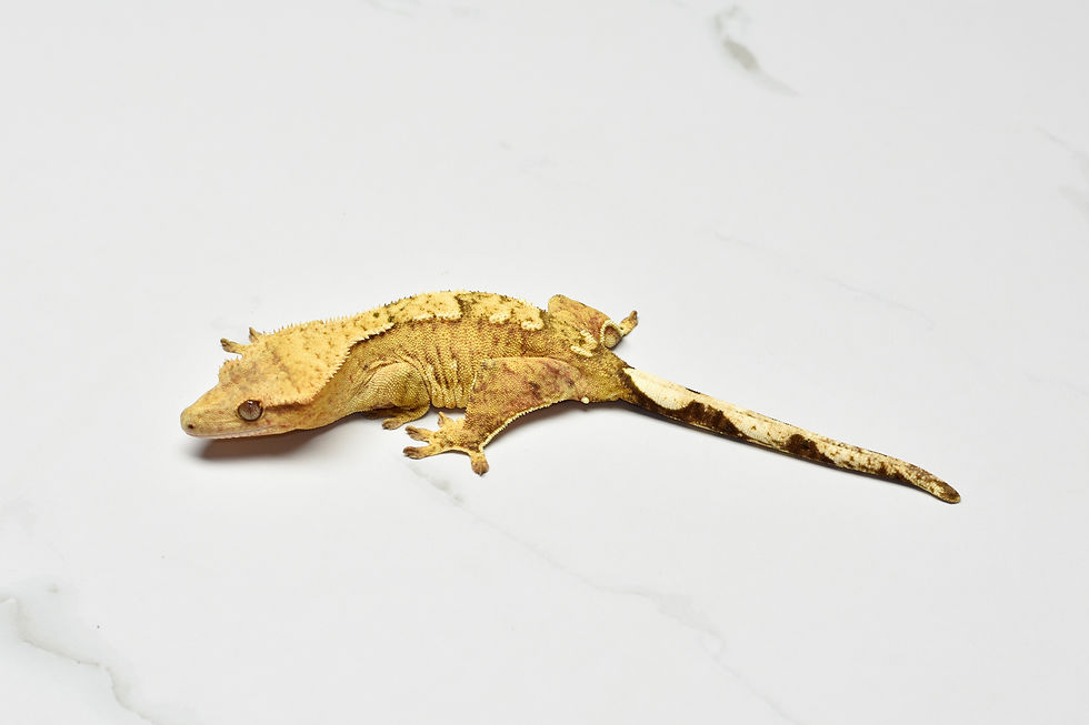 Thumbnail: Brindle Female Crested Gecko