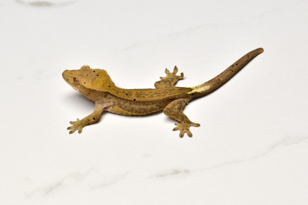 Chocolate Phantom Probable Female Crested Gecko