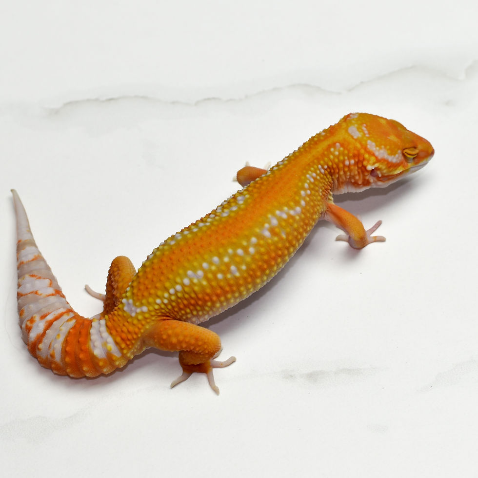 Thumbnail: Mandarin Tremper TSF Leopard Gecko