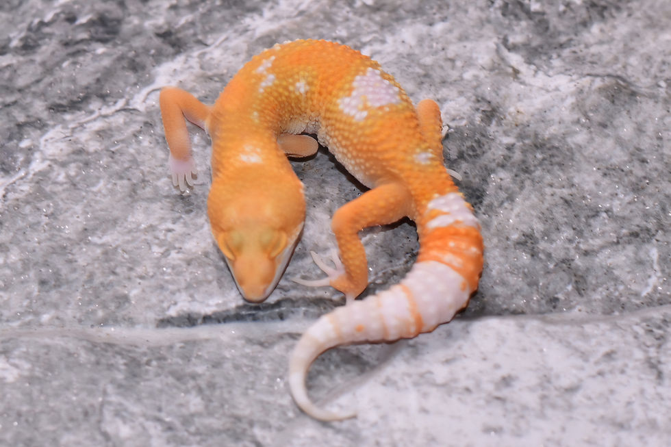 Thumbnail: Tangerine Sunglow TSF Leopard Gecko