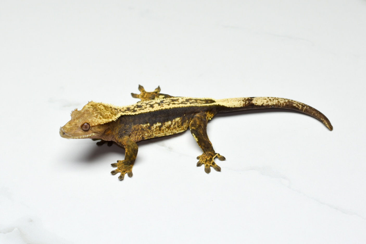 Empty Back Female Crested Gecko