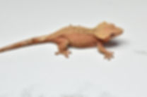Red Female Crested Gecko