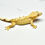 Thumbnail: Yellow Soft Scale Female Crested Gecko