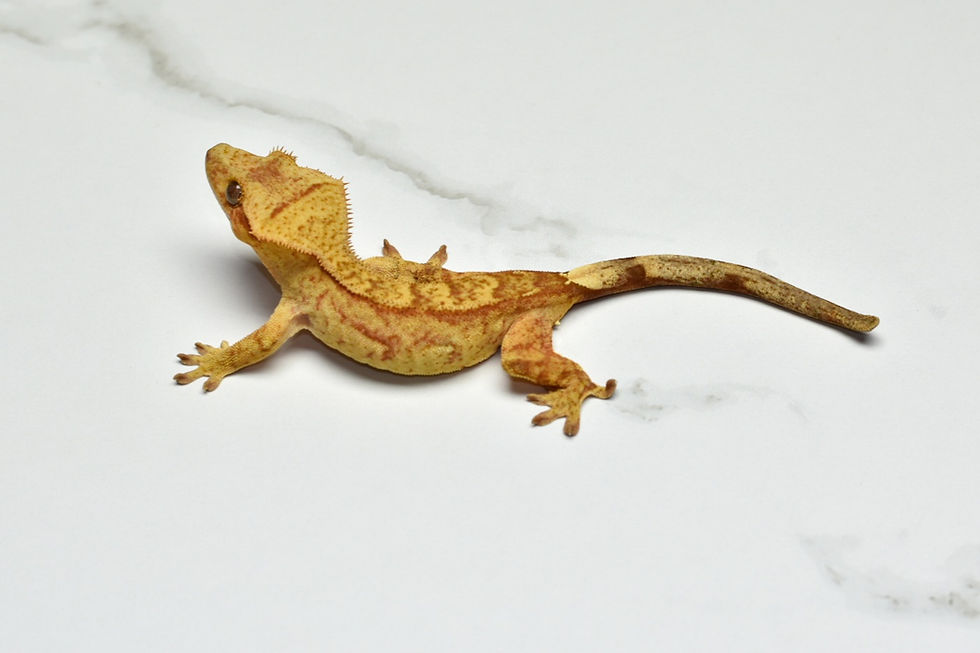 Thumbnail: Reverse Pinstripe Female