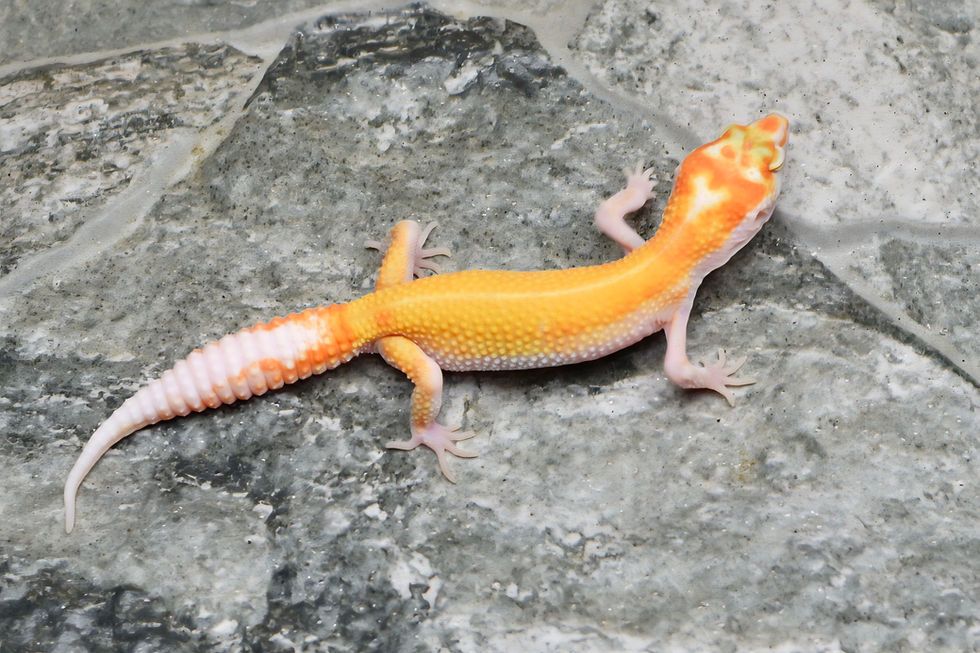 Thumbnail: Tangerine Sunglow TSF Leopard Gecko