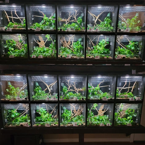 Cat Gecko Enclosures