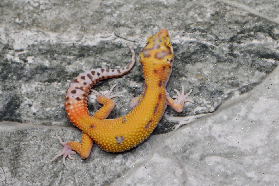 Thumbnail: Tangerine Radar TSF Leopard Gecko