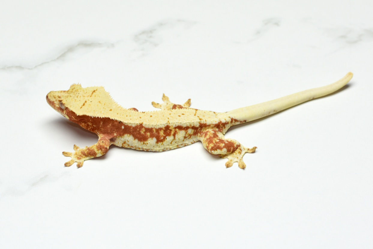 Tri Color Lilly White Female Crested Gecko