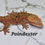 Thumbnail: Super Dalmatian Male Crested Gecko