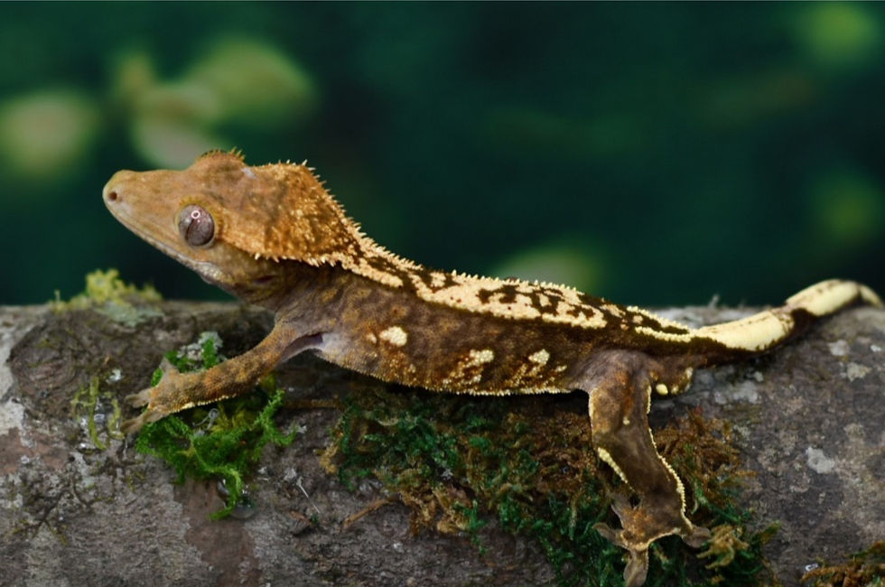 Crested Geckos For Sale | Evolver Reptiles