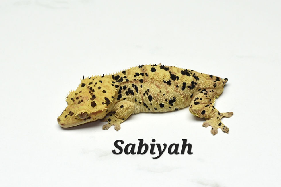 Thumbnail: Soft Scale Super Dalmatian Male Crested Gecko