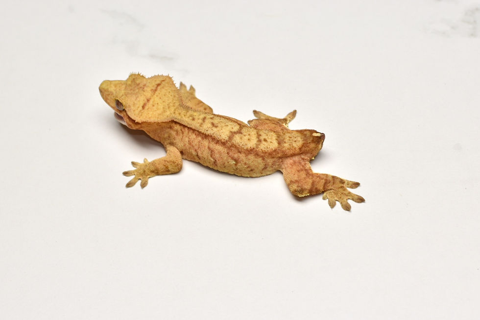 Thumbnail: Brindle 66% Pos Het Axanthic Female Crested Gecko