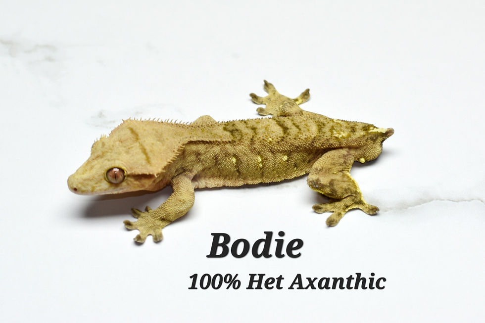 Thumbnail: Reverse Pinstripe Male Crested Gecko