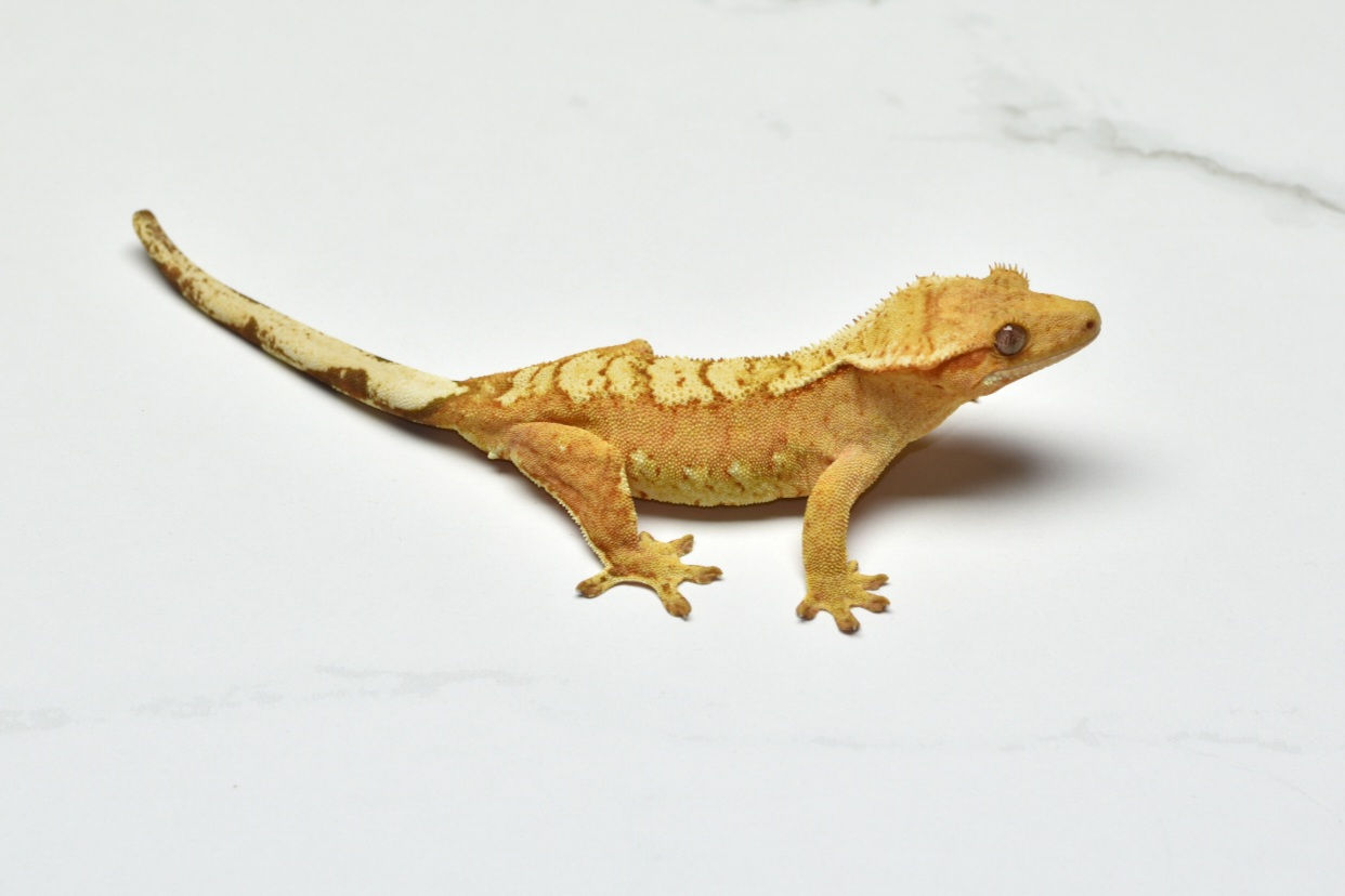 Bright Yellow Chevron Female Crested Gecko