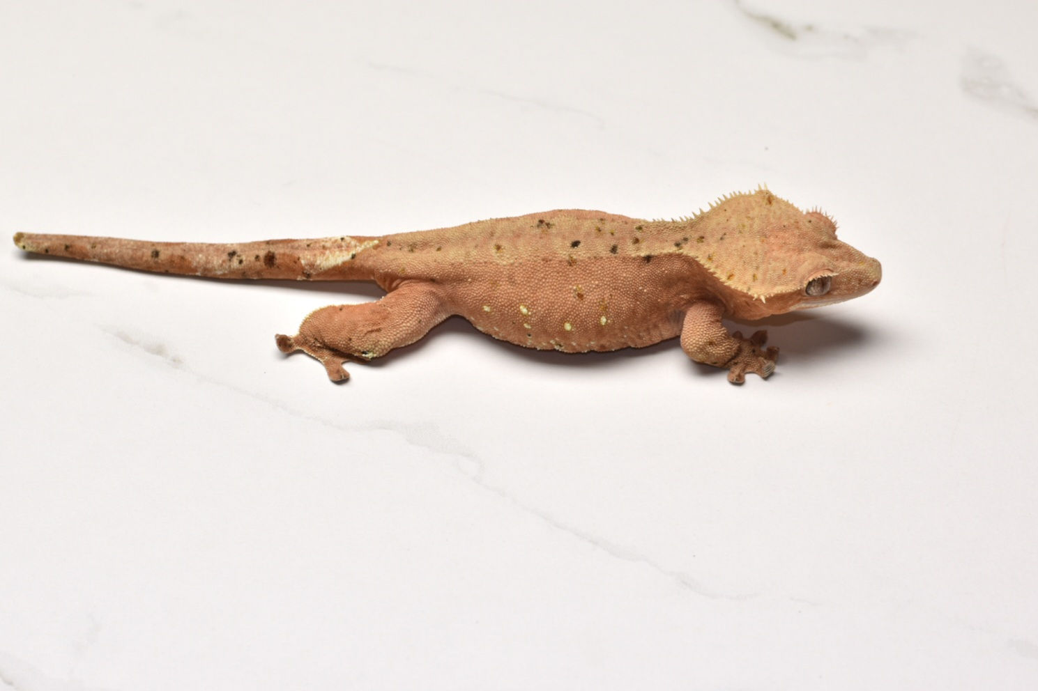 Red Female Crested Gecko