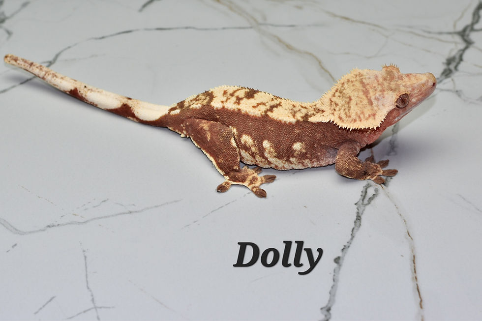 Thumbnail: Brindle Male Crested Gecko