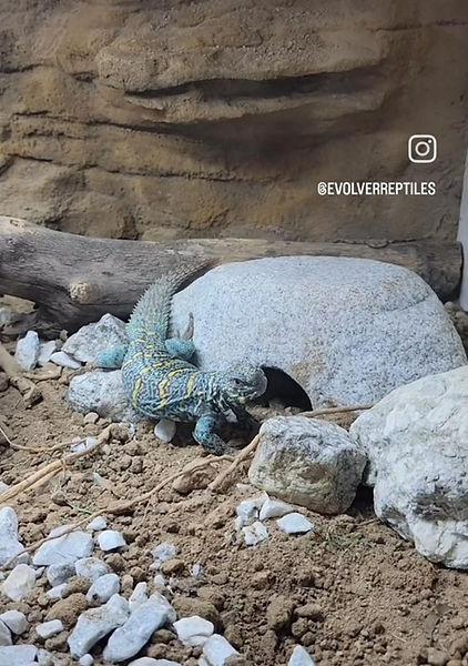 Uromastyx Enclosure