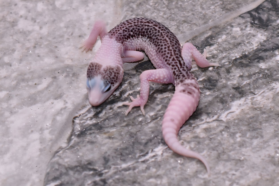 Thumbnail: Pied Galaxy TSF Leopard Gecko