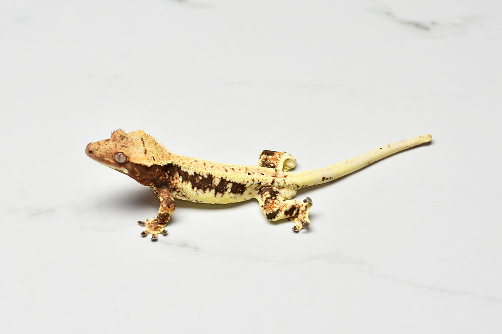 Thumbnail: Snowflake Lilly White Male Crested Gecko