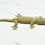 Thumbnail: White Collar Pine Island Female Chahoua Gecko