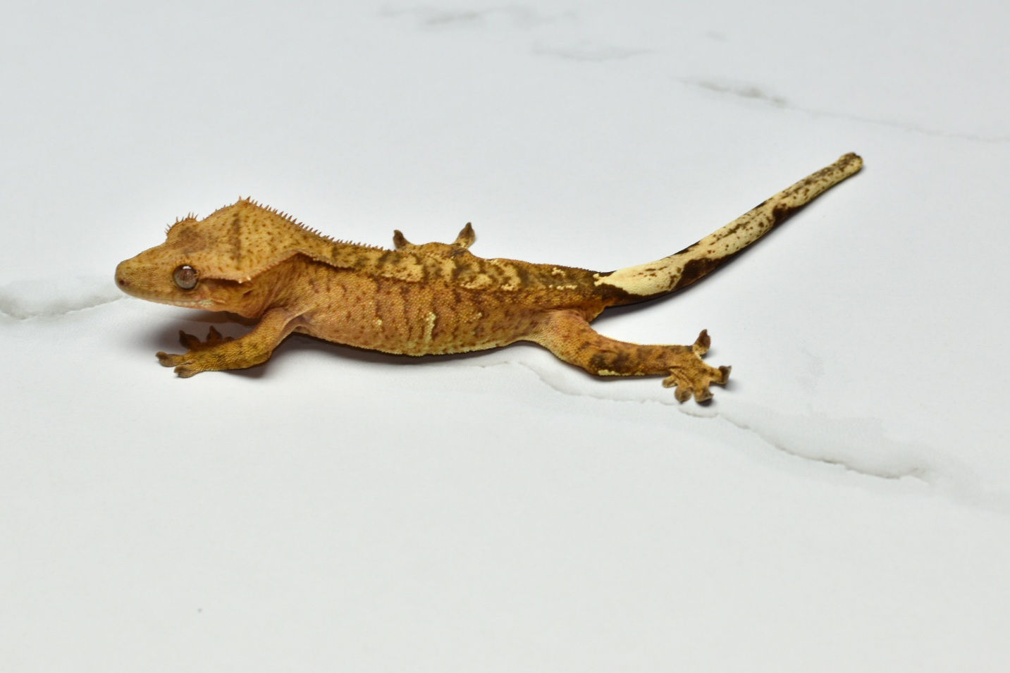 Tiger Probable Female Crested Gecko