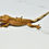 Thumbnail: Tiger Probable Female Crested Gecko