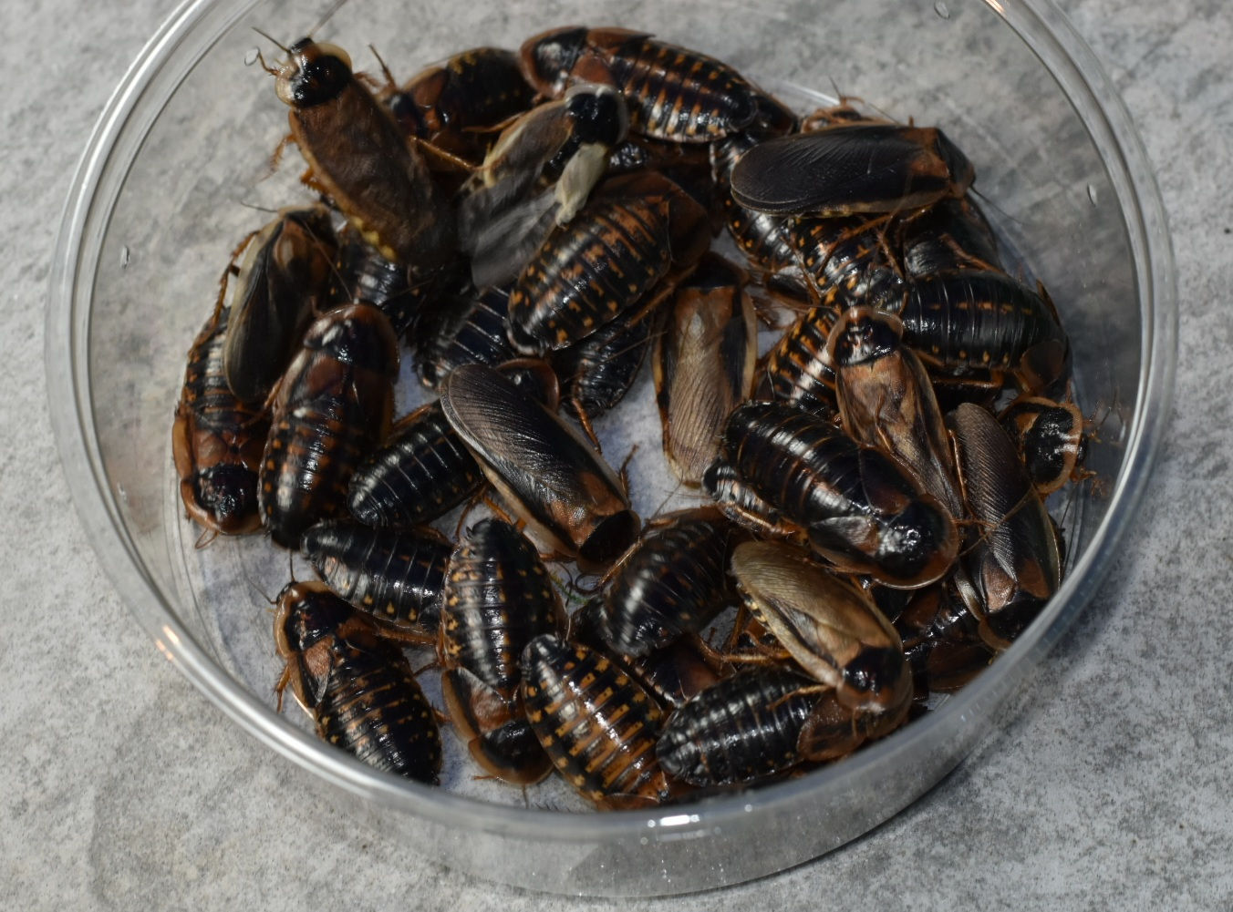 Breeder Startup Colony Dubia Roaches