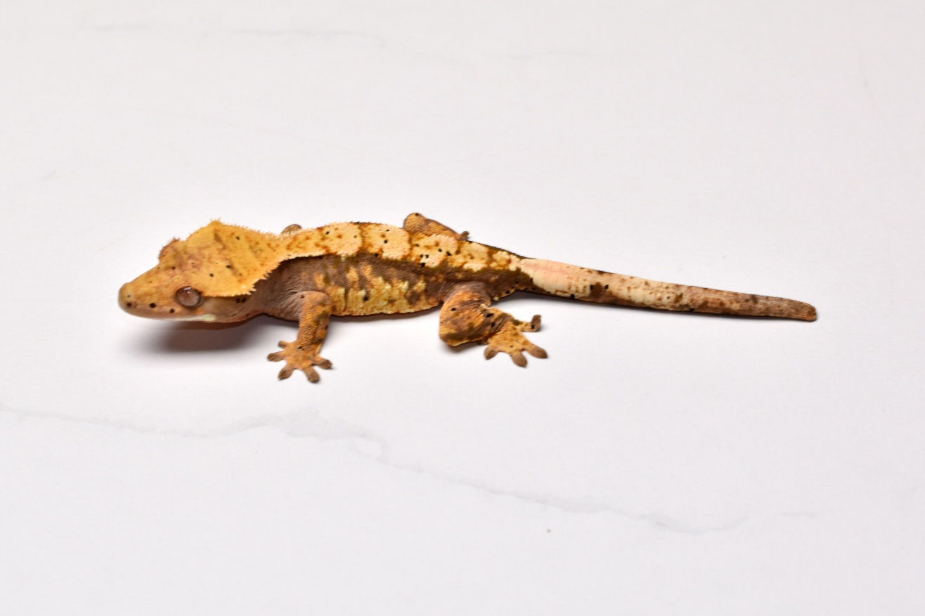 Tri Color Harlequin Female Crested Gecko