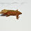Thumbnail: Red Spot Dalmatian Female Crested Gecko