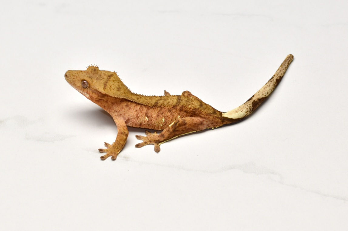 Brindle Female Crested Gecko