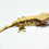 Thumbnail: Cream Harlequin Female Crested Gecko
