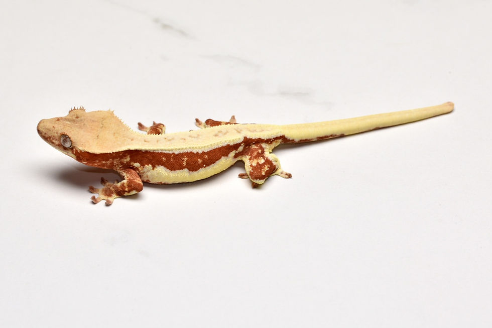 Thumbnail: Red Lilly White Female Crested Gecko