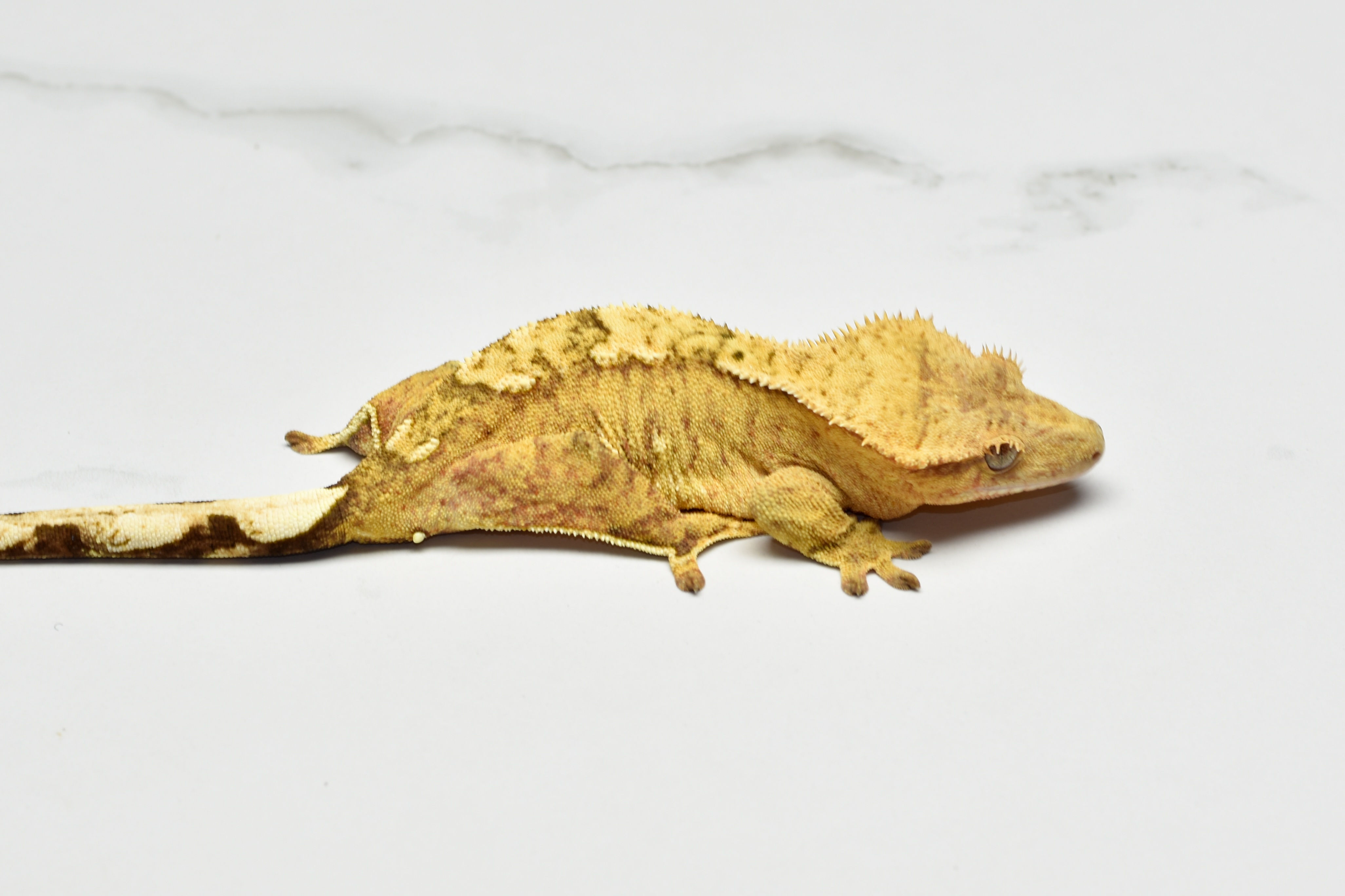 Brindle Female Crested Gecko