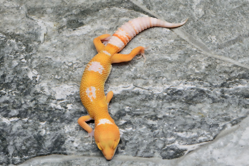 Thumbnail: Tangerine Sunglow TSF Leopard Gecko