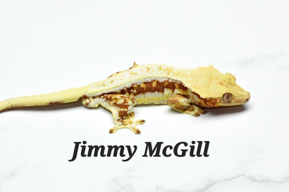 Thumbnail: Red Lilly White Female Crested Gecko