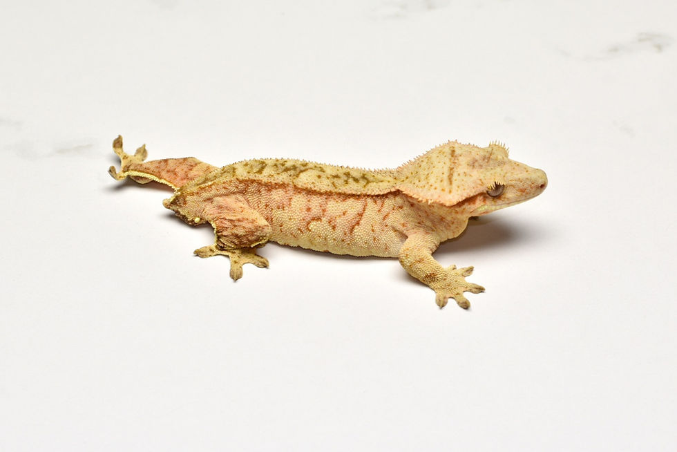 Thumbnail: Reverse Pinstripe Female Crested Gecko