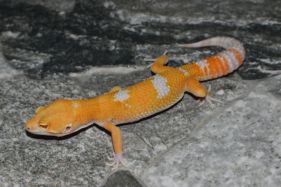 Thumbnail: Tangerine Sunglow TSM Leopard Gecko
