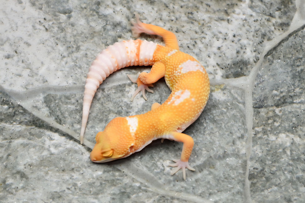 Thumbnail: Tangerine Sunglow TSF Leopard Gecko