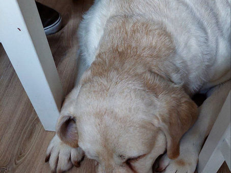 My friends visited on the Bark Holiday