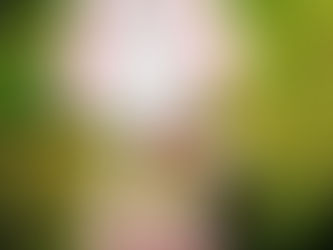 Dragă Dl Iepuraș de Paște,