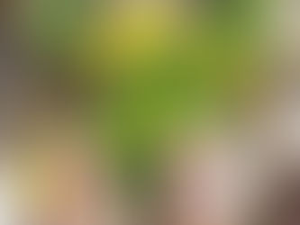 Just a picture of shoes & flowers