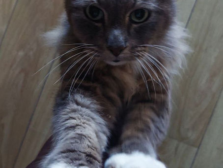 Assess. Befriend. Protect.