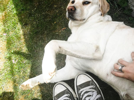 Noi + Cățelul Ema = Oboseală