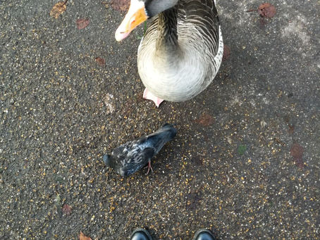 Eu și prietena gâscă