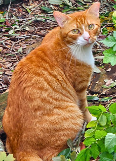 Orange Tabby in garden