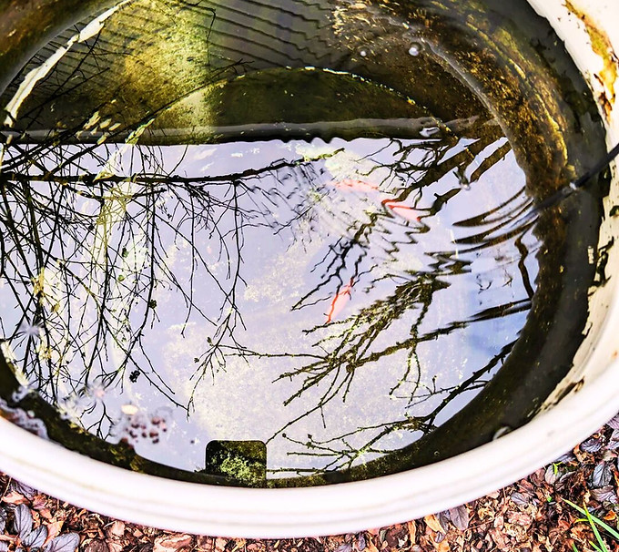 48919-269831 - Jessica Schneider - Jul 18, 2025 1205 PM - Rain to Roots copy.jpg