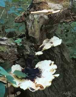 Fun With Fungus 129