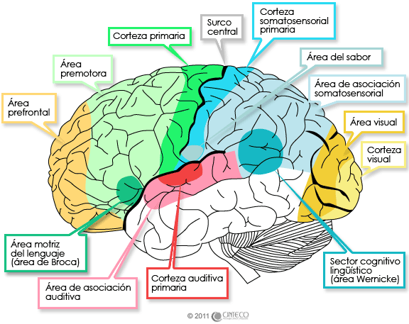 areas del cerebro.gif
