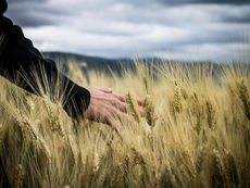 SGRAVI CONTRIBUTIVI PER LE PMI AGRICOLE: VIA LIBERA ALLE DOMANDE