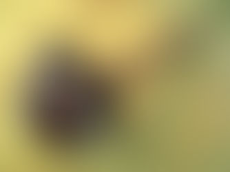 AMMISSIONE AL PASSIVO: BASTA L’ESTRATTO DI RUOLO PER L’AGENTE DELLA RISCOSSIONE